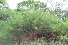 Dichrostachys cinerea